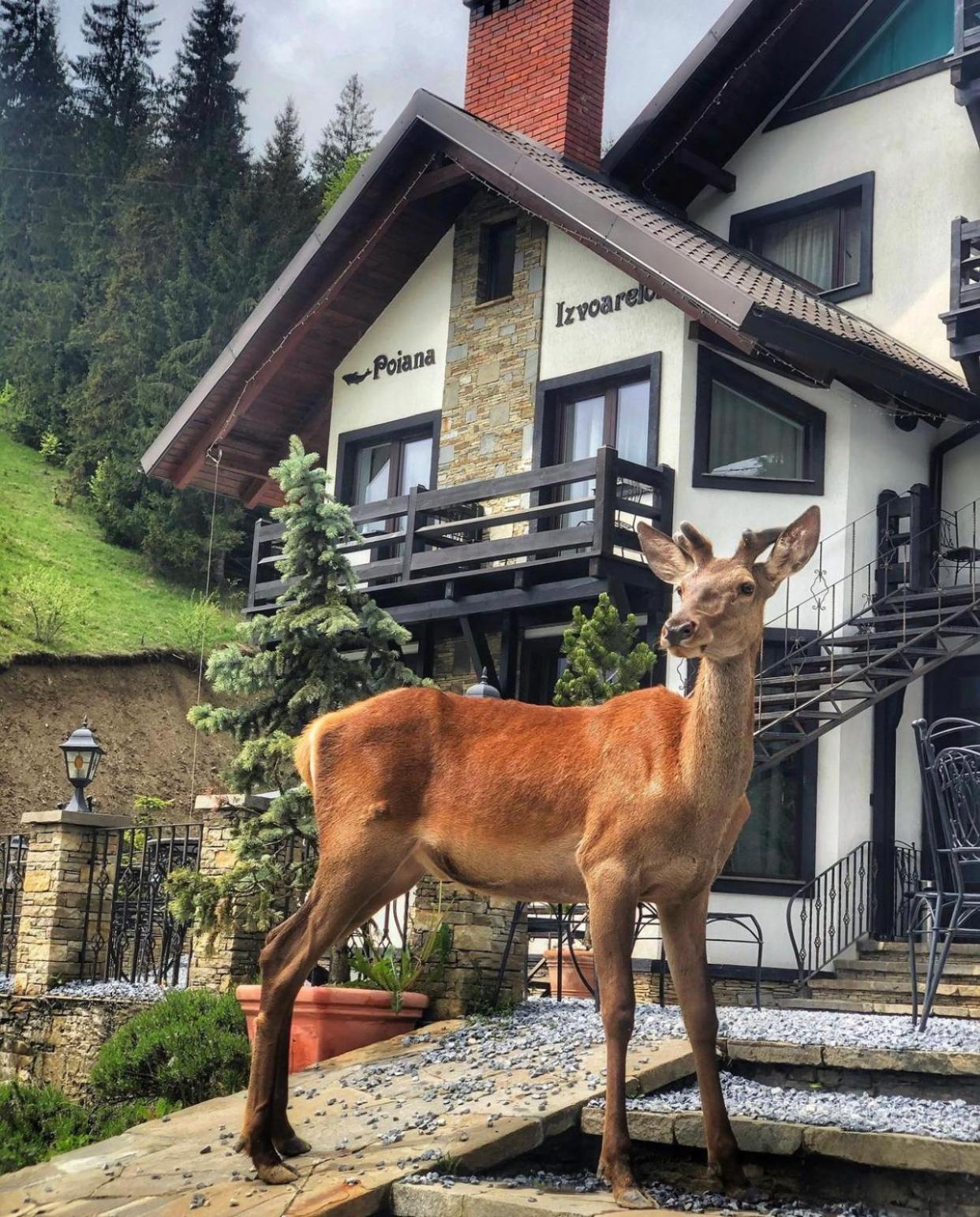 Pensiunea Poiana Izvoarelor Vatra Dornei Exteriér fotografie