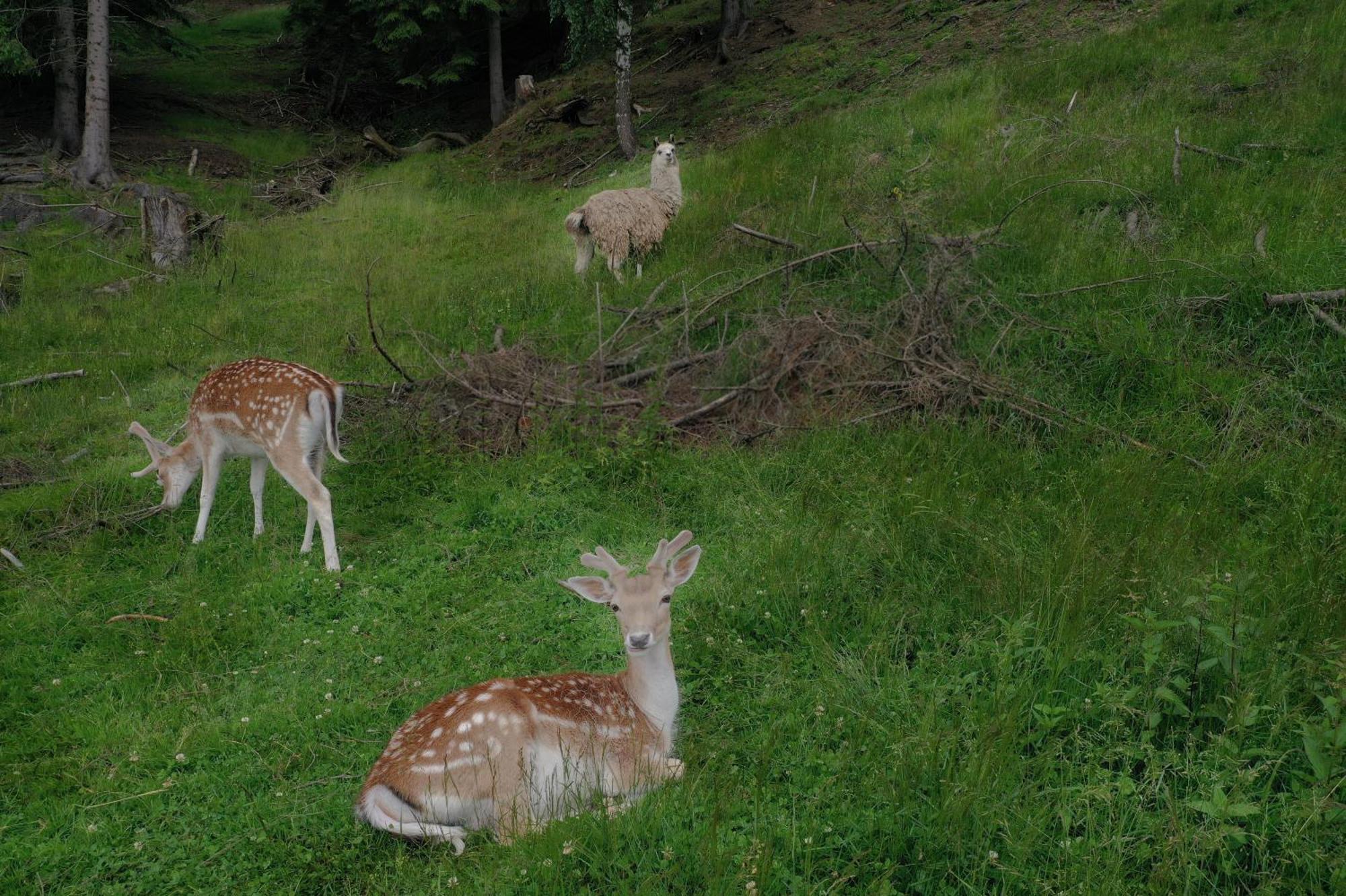 Pensiunea Poiana Izvoarelor Vatra Dornei Exteriér fotografie